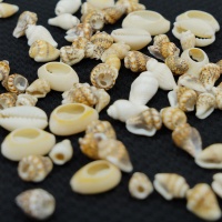 Deniz Kabukları